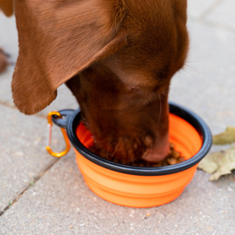 Collapsible Silicone Pet Bowls – 2 Pack